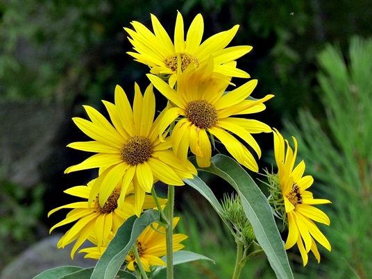 {Helianthus maximilianii}